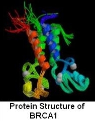 The BRCA1 Gene and its Role in Ovarian Cancer